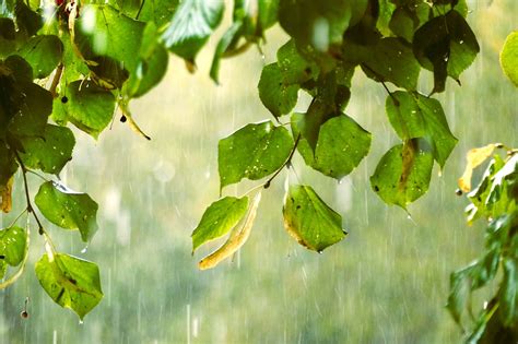 下大雨图片|70000 多张免费的“下雨”和“雨”照片